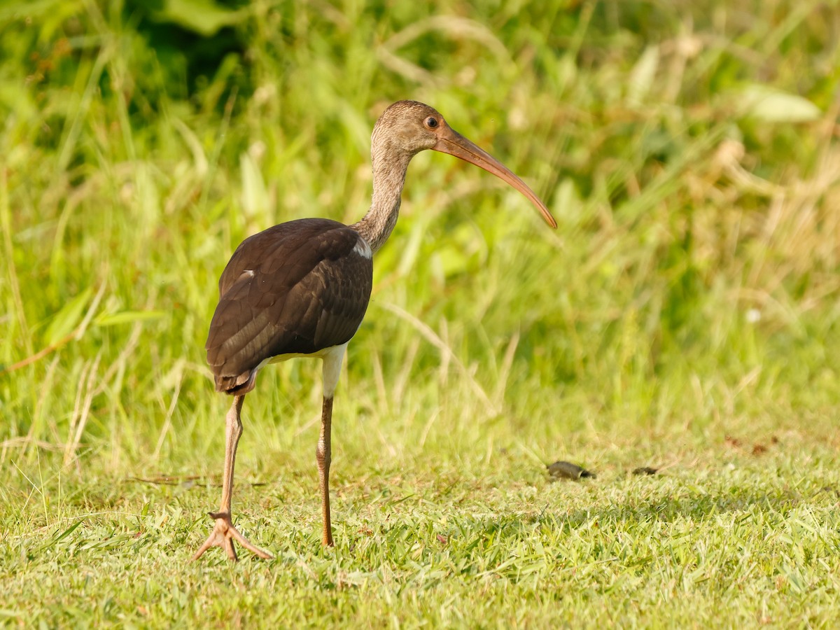 Ibis Blanco - ML637254045