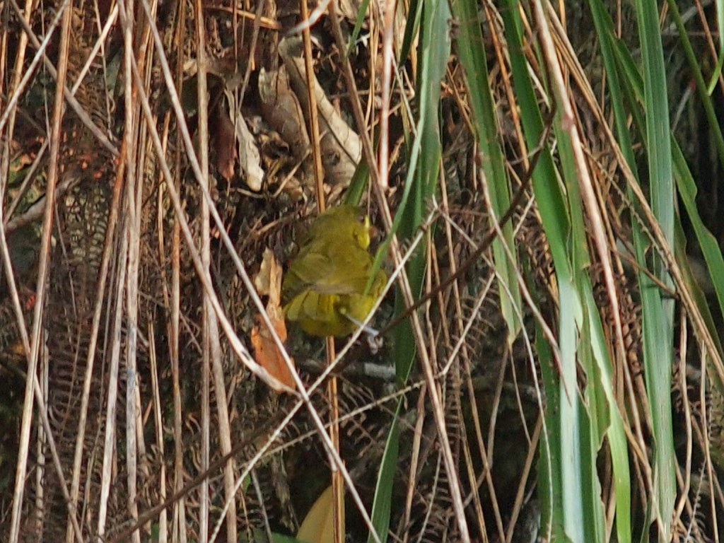 Yellow-lored Tanager - ML637254048