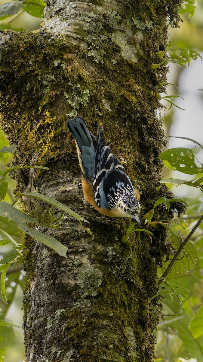 Beautiful Nuthatch - ML637254049