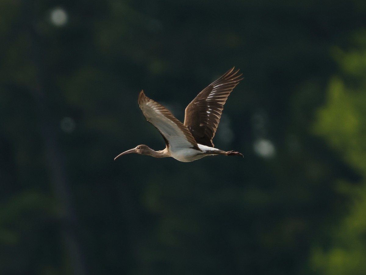 Ibis Blanco - ML637254096