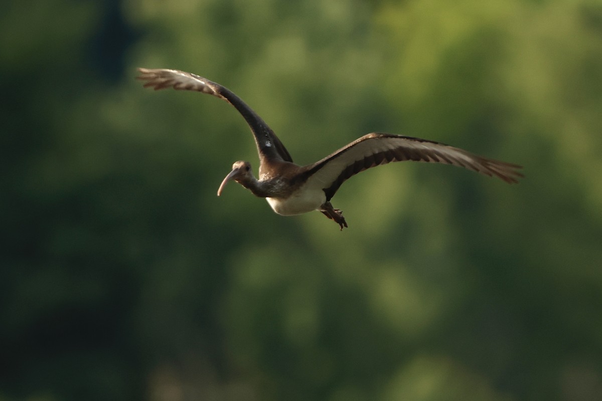 Ibis Blanco - ML637254099