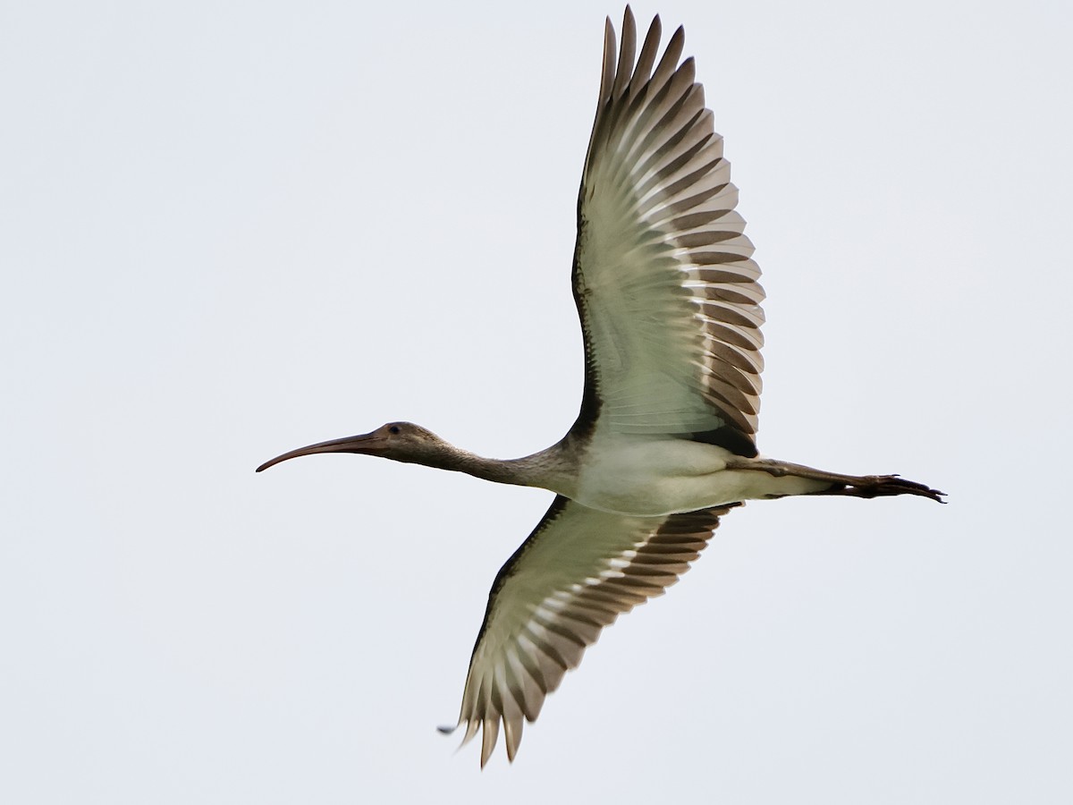 Ibis Blanco - ML637254100