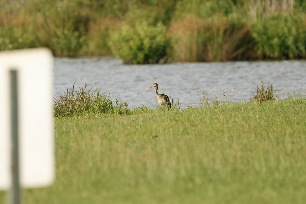 Ibis Blanco - ML637254102