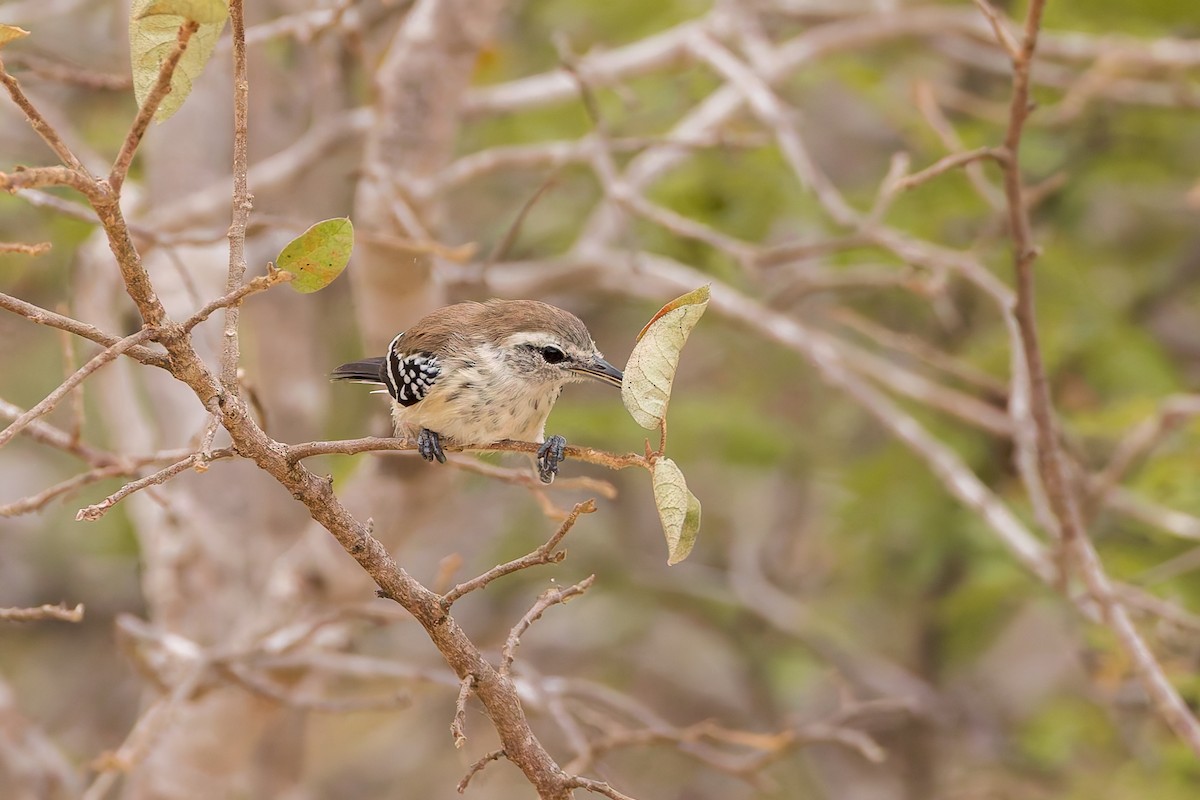 Northern White-fringed Antwren - ML637254120