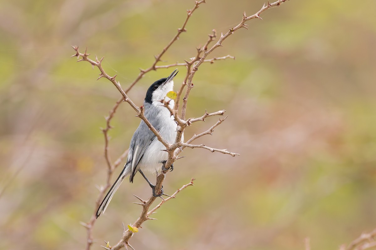 Tropical Gnatcatcher - ML637254136