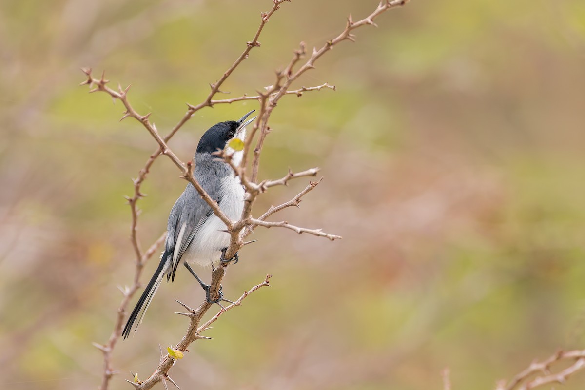 Tropical Gnatcatcher - ML637254141