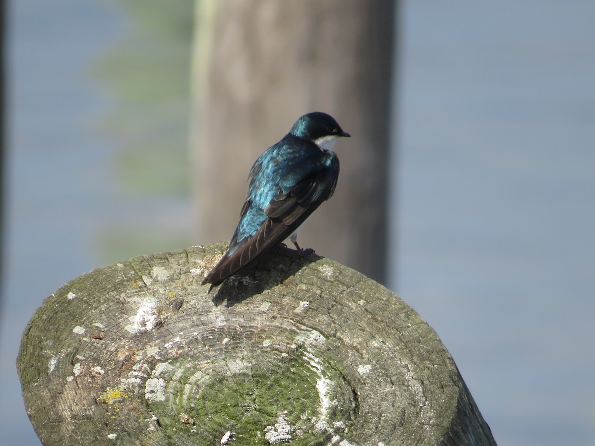 Tree Swallow - ML637254188