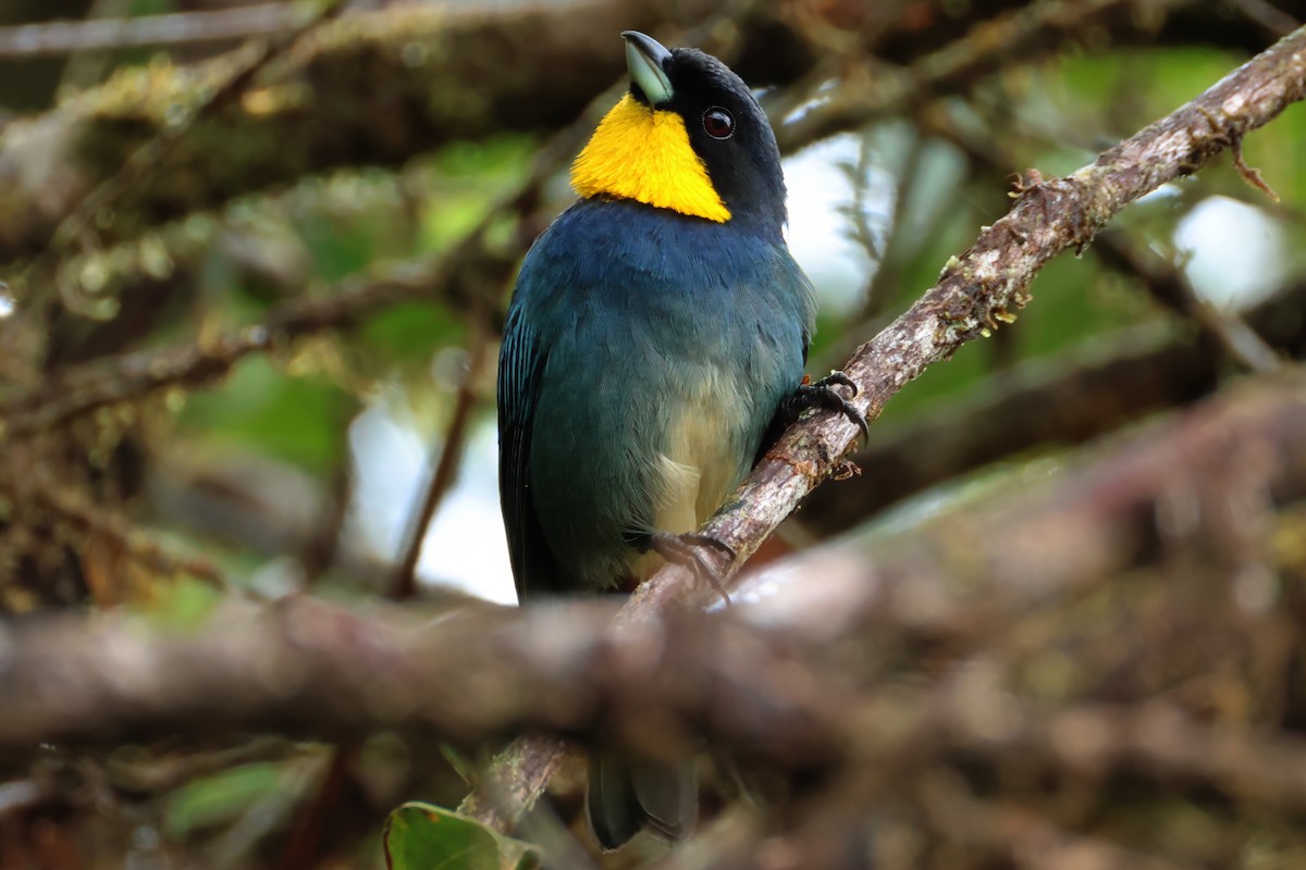 Purplish-mantled Tanager - ML637254204