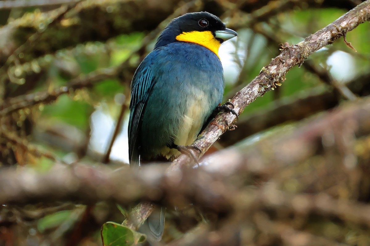 Purplish-mantled Tanager - ML637254205