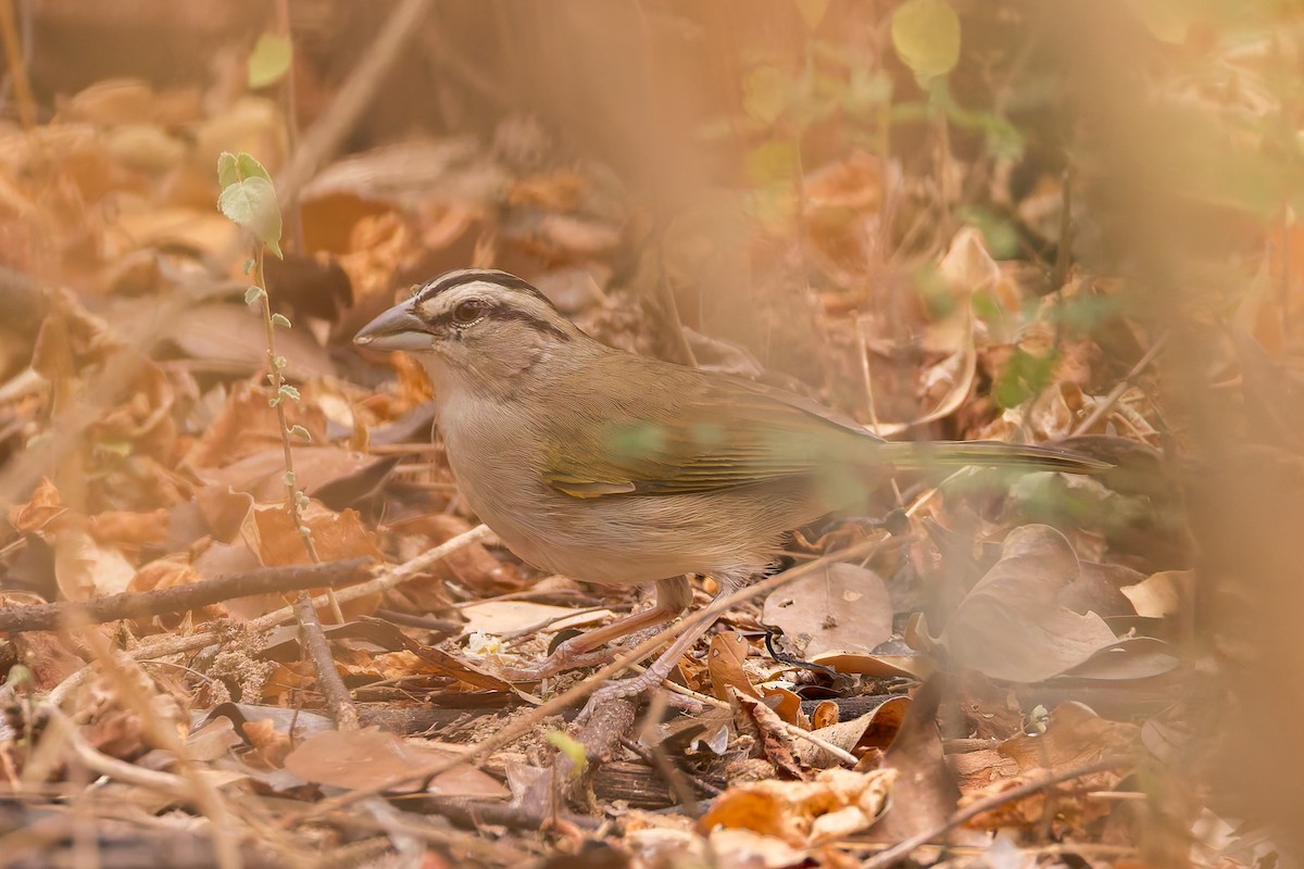 Tocuyo Sparrow - ML637254211