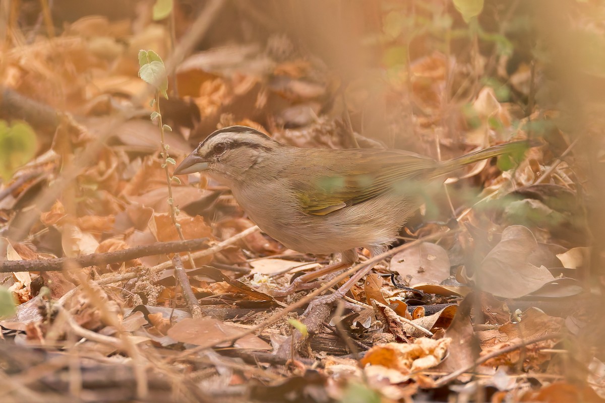 Tocuyo Sparrow - ML637254212