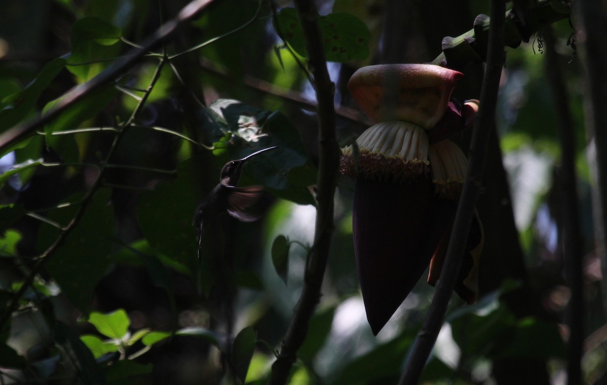 Great-billed Hermit - ML637254228