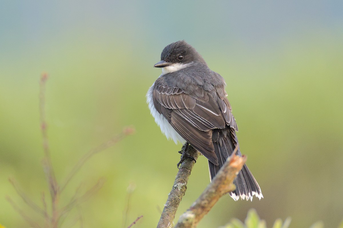 Eastern Kingbird - ML637254229