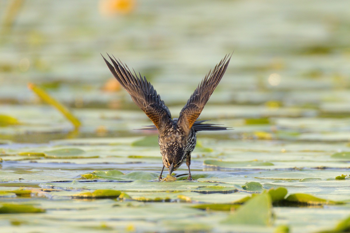 Red-winged Blackbird - ML637254234