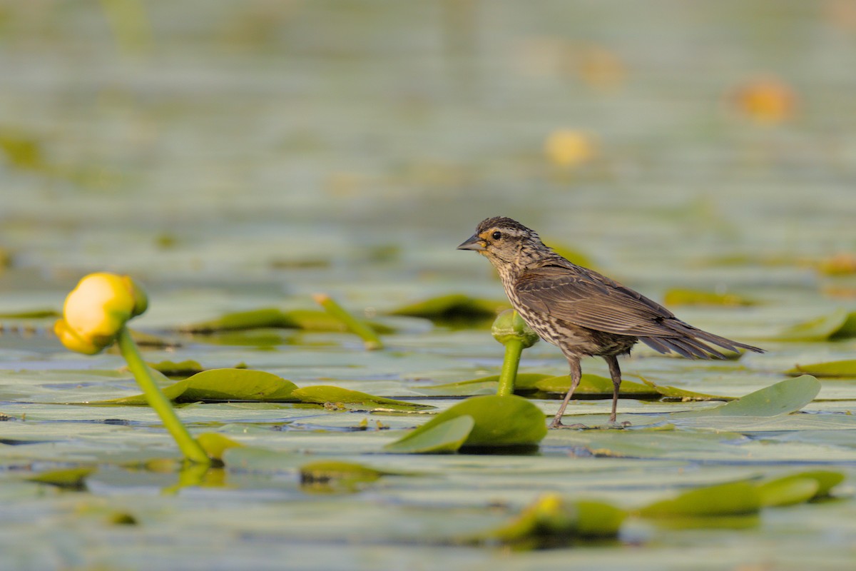Red-winged Blackbird - ML637254235