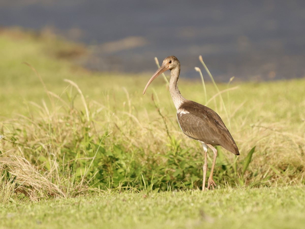 Ibis Blanco - ML637254250