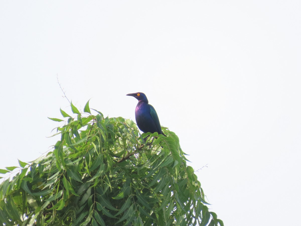 Purple Starling - ML637254269