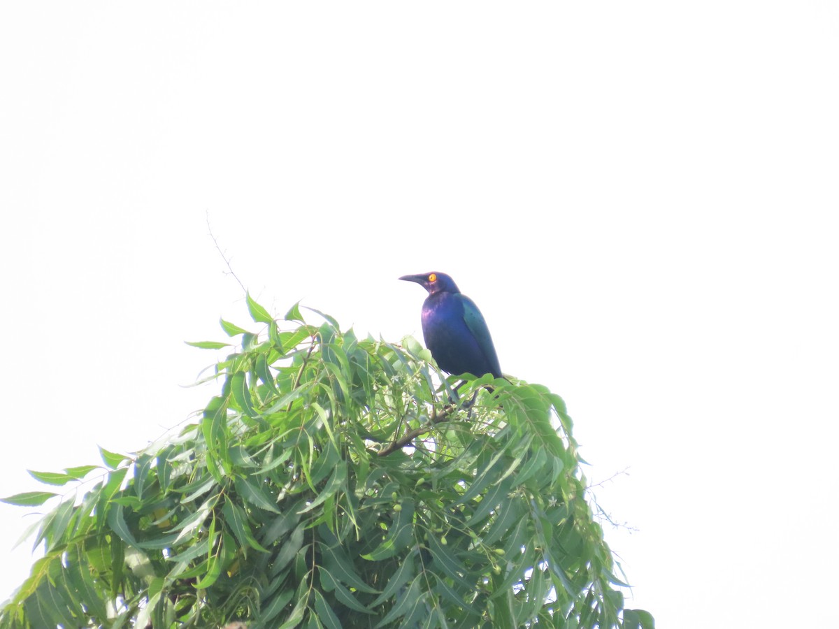 Purple Starling - ML637254270