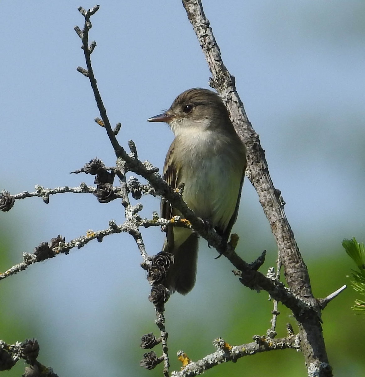 Willow Flycatcher - ML637254288