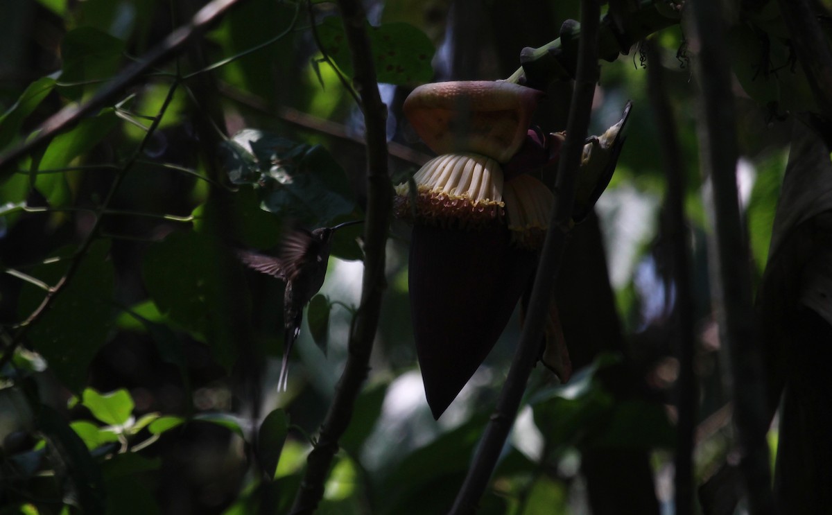 Great-billed Hermit - ML637254337