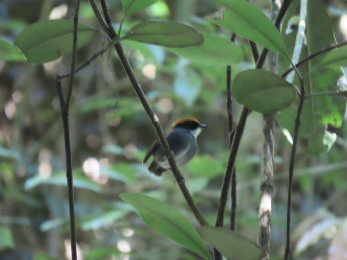 Black-cheeked Gnateater - ML637254341