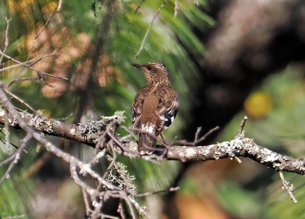 Aztec Thrush - ML637254377