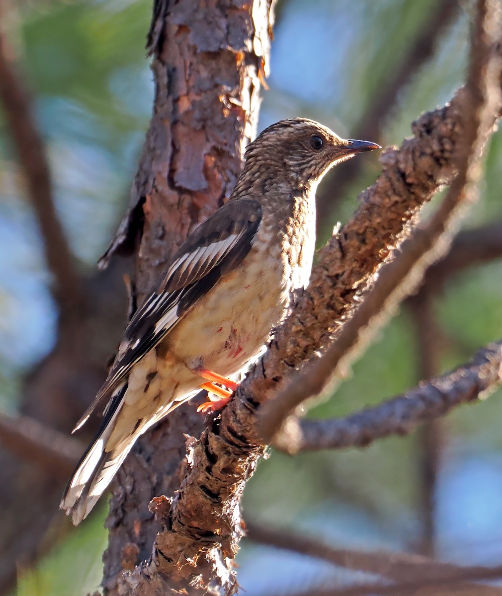 Aztec Thrush - ML637254378