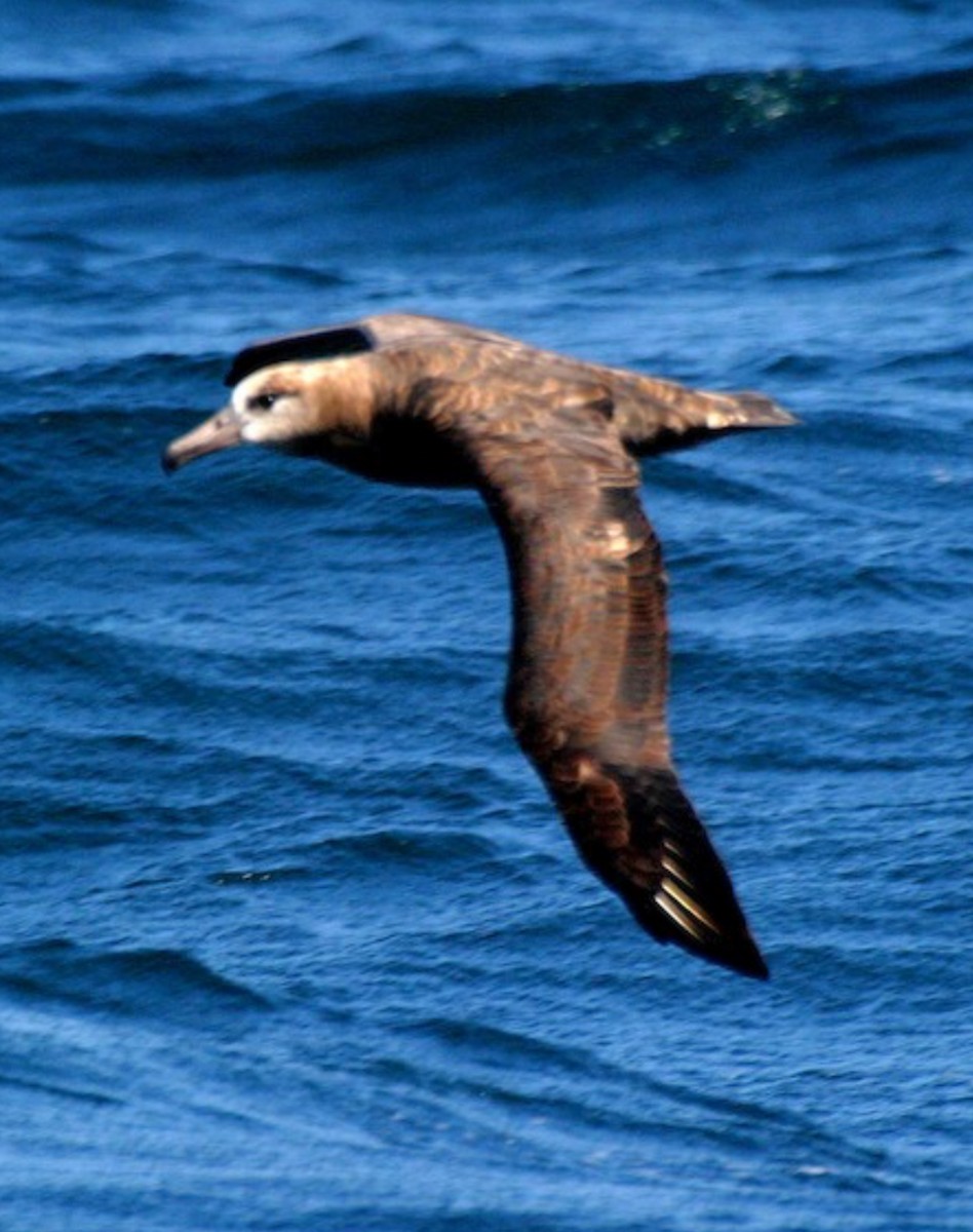 Black-footed Albatross - ML637254393