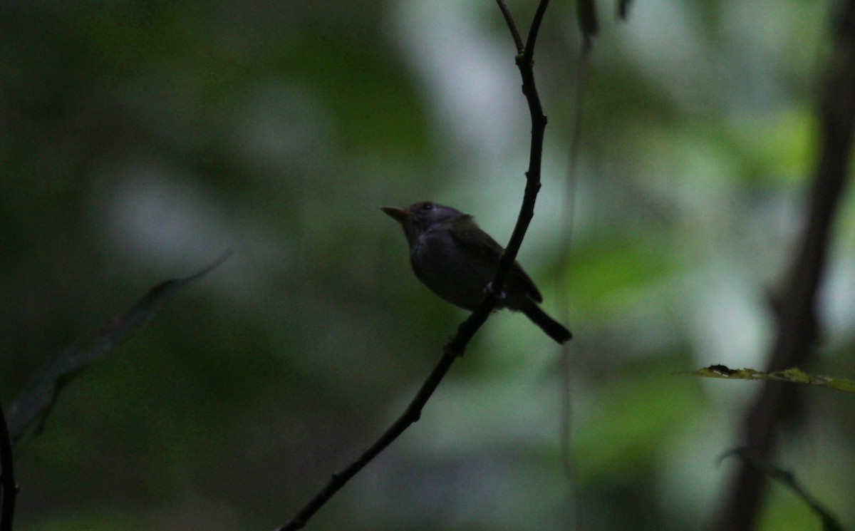 Black-and-white Tody-Flycatcher - ML637254413