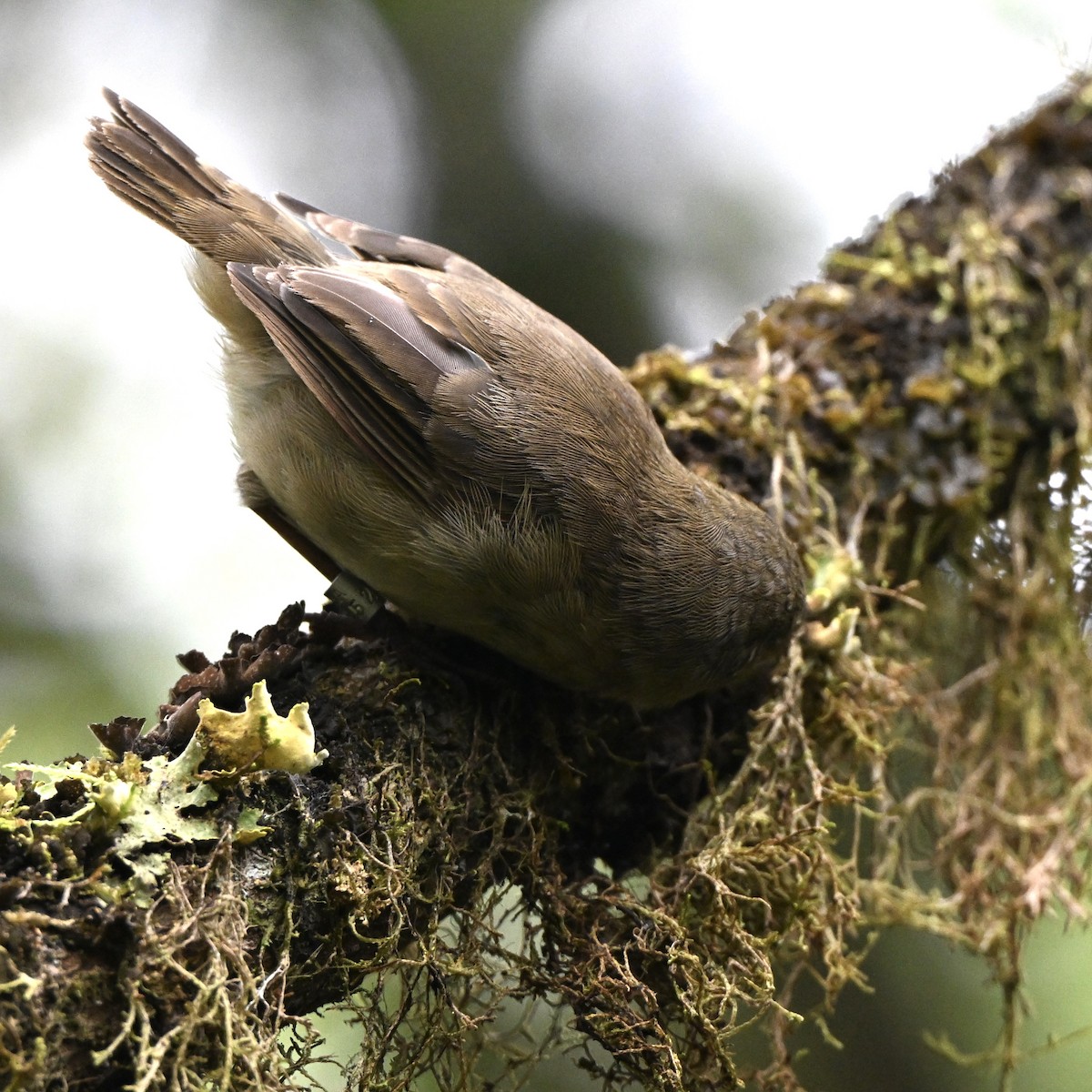 Waldsänger-Darwinfink - ML637254467