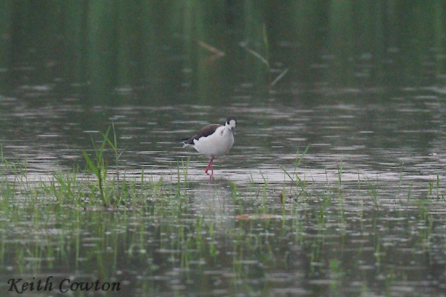 Échasse blanche - ML637254480