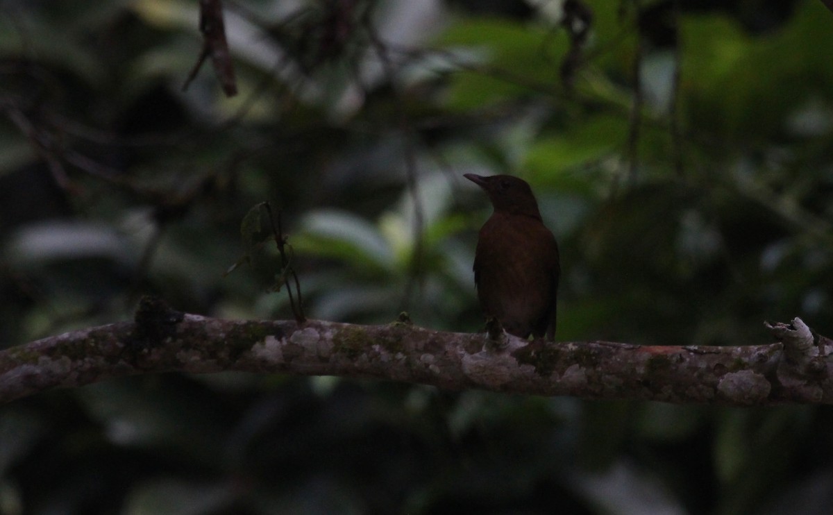 Hauxwell's Thrush - ML637254499