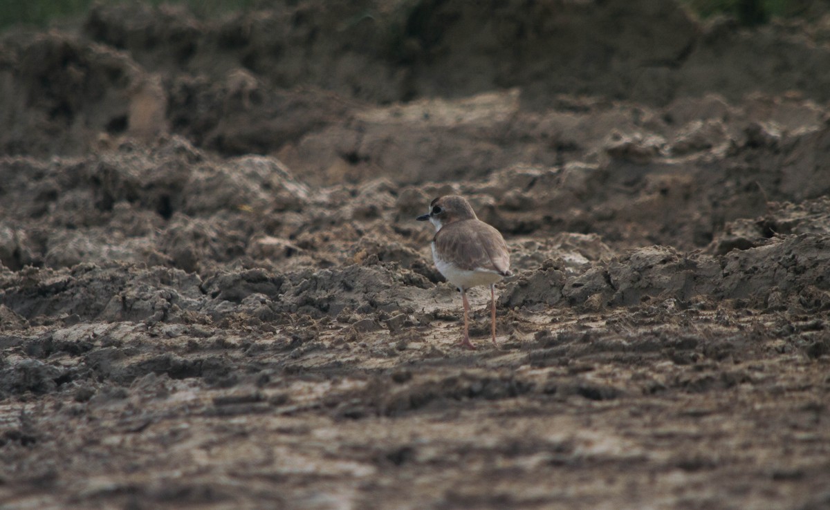 Collared Plover - ML637254504