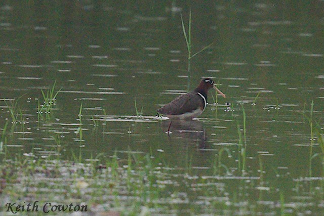 Rhynchée peinte - ML637254518