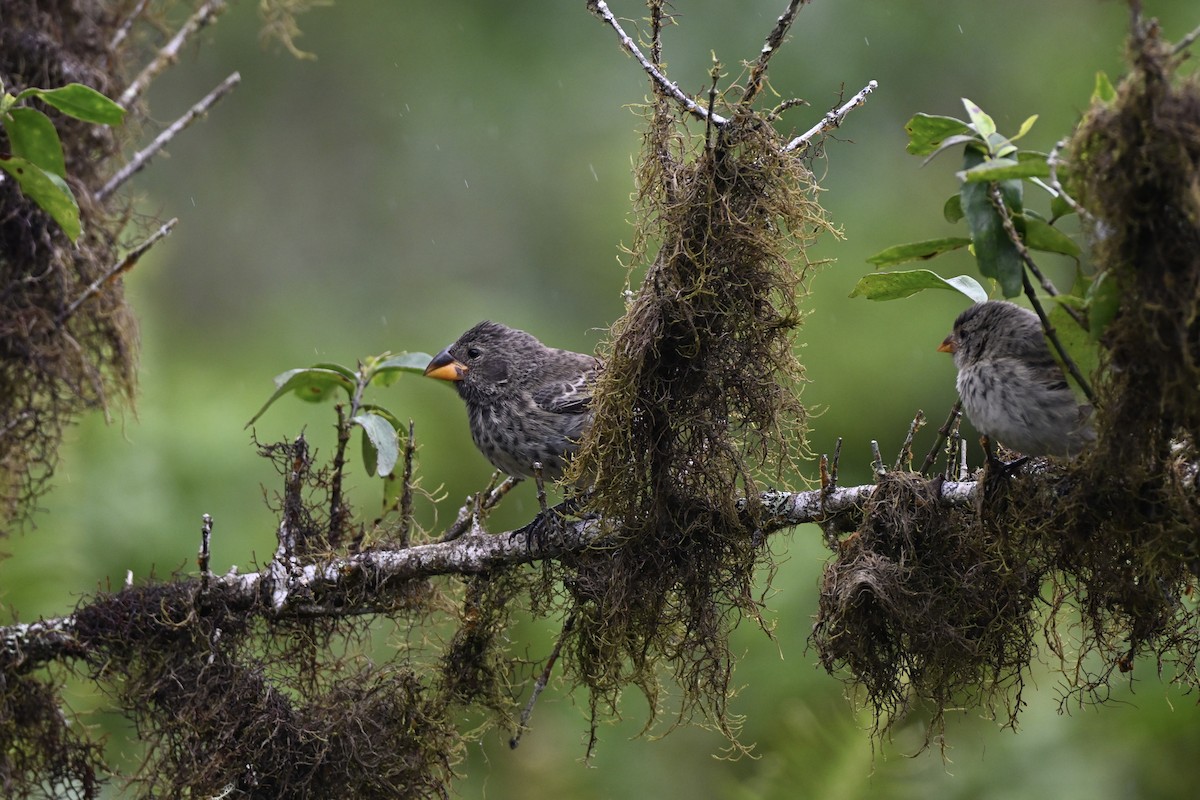 Large Ground-Finch - ML637254559