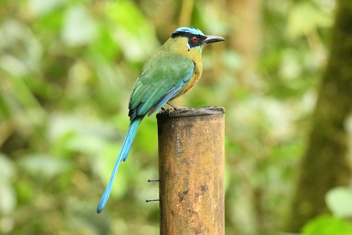 Andean Motmot - ML637254585