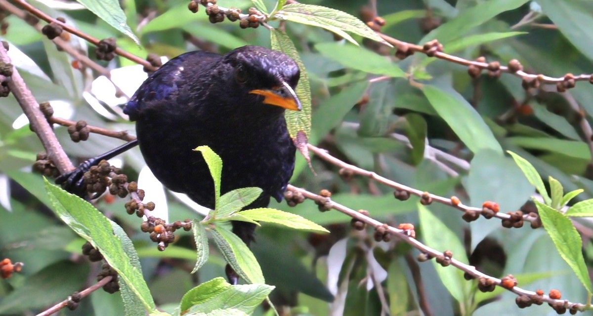 Turdus sp. - ML637254676