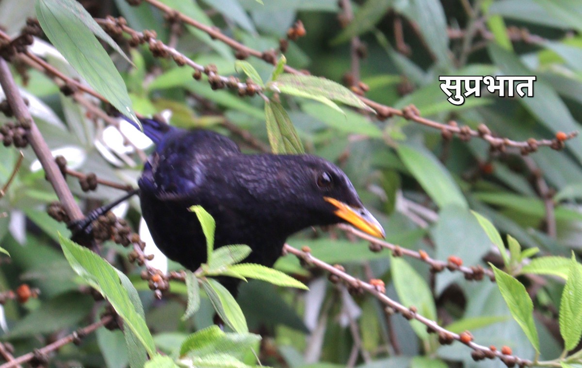 Turdus sp. - ML637254678