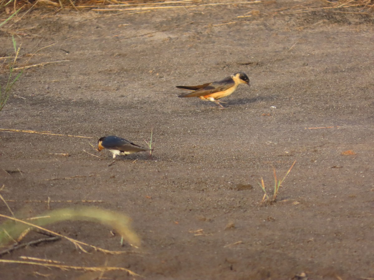 Ethiopian Swallow - ML637254685