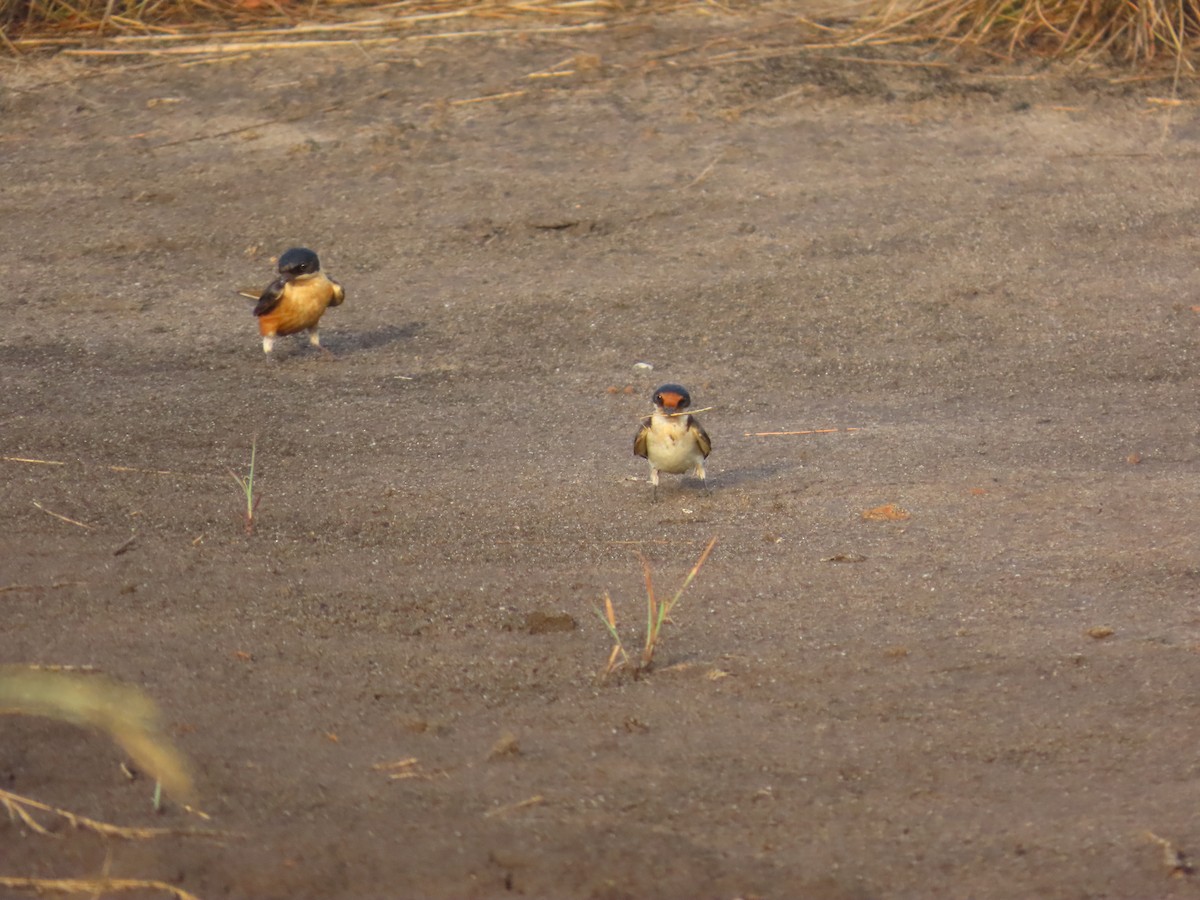 Ethiopian Swallow - ML637254686
