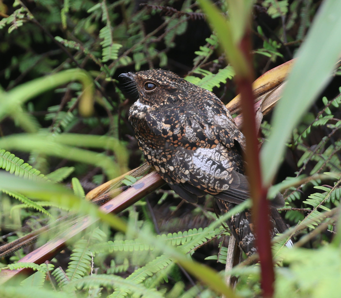 Blackish Nightjar - ML637254701