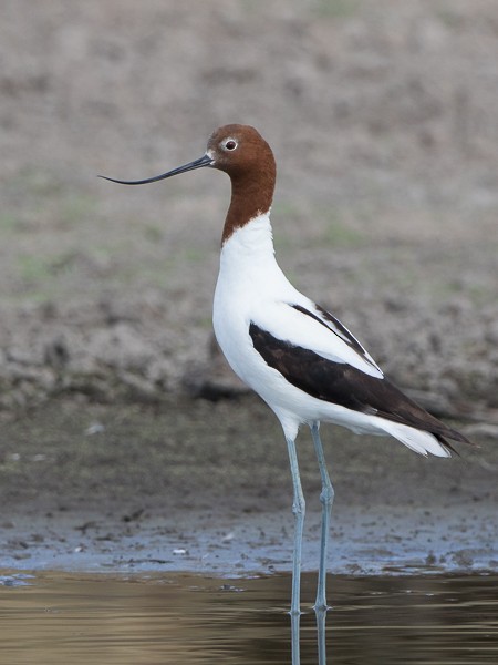 Red-necked Avocet - ML63725471