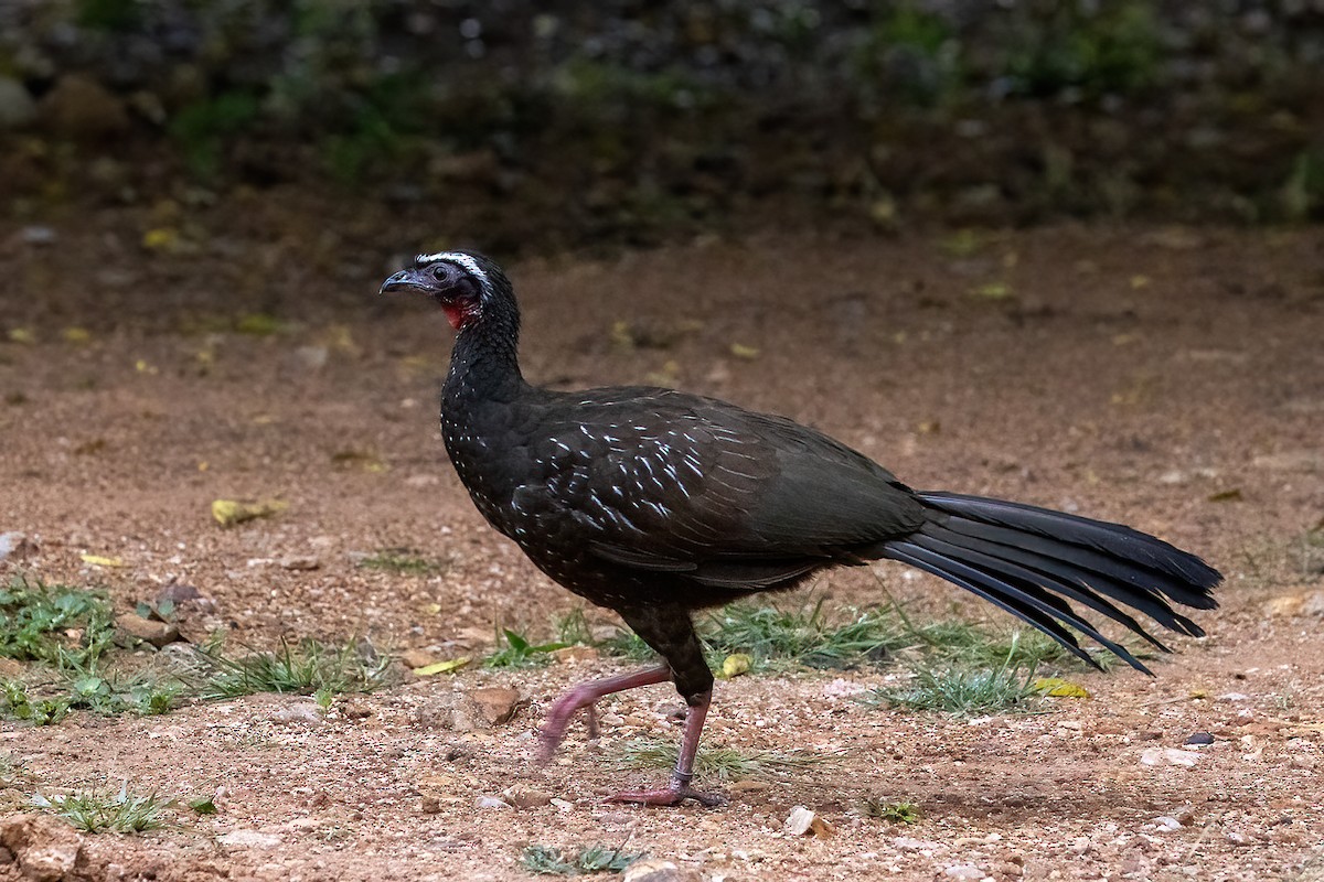 White-browed Guan - ML637254815