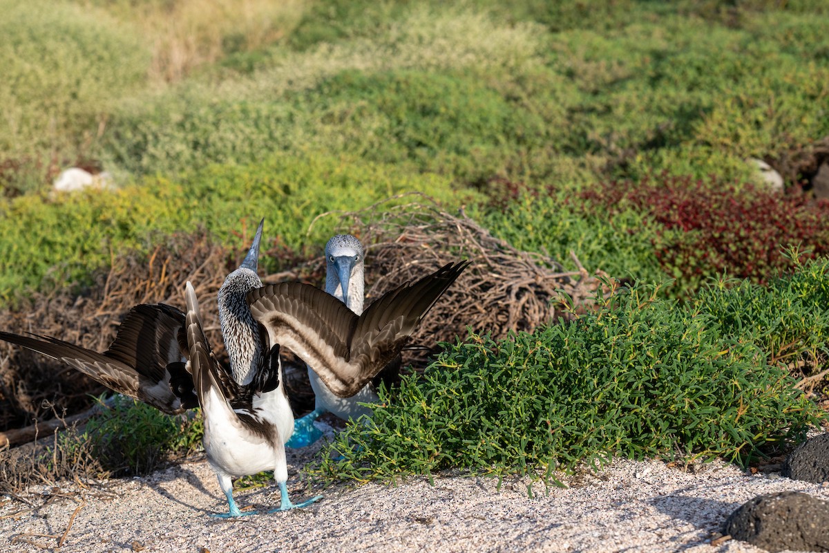 Blue-footed Booby - ML637254833