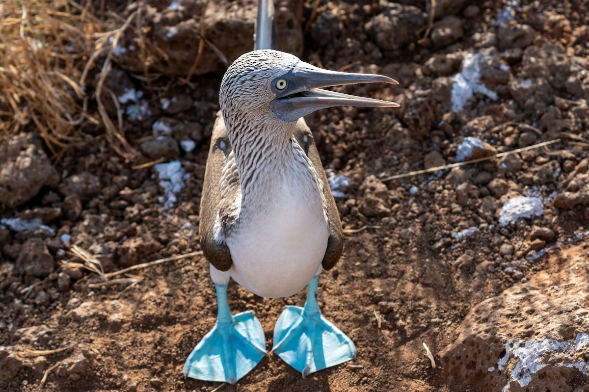 Blue-footed Booby - ML637254834