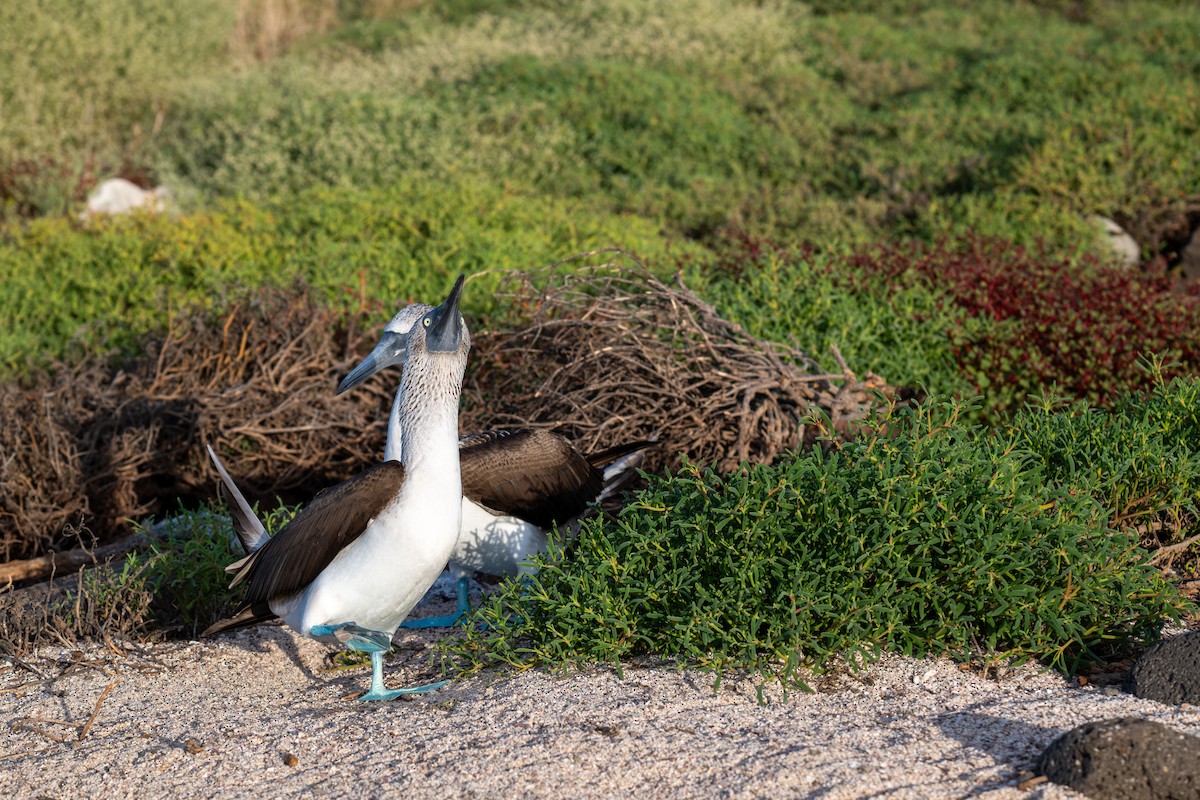 Blue-footed Booby - ML637254835