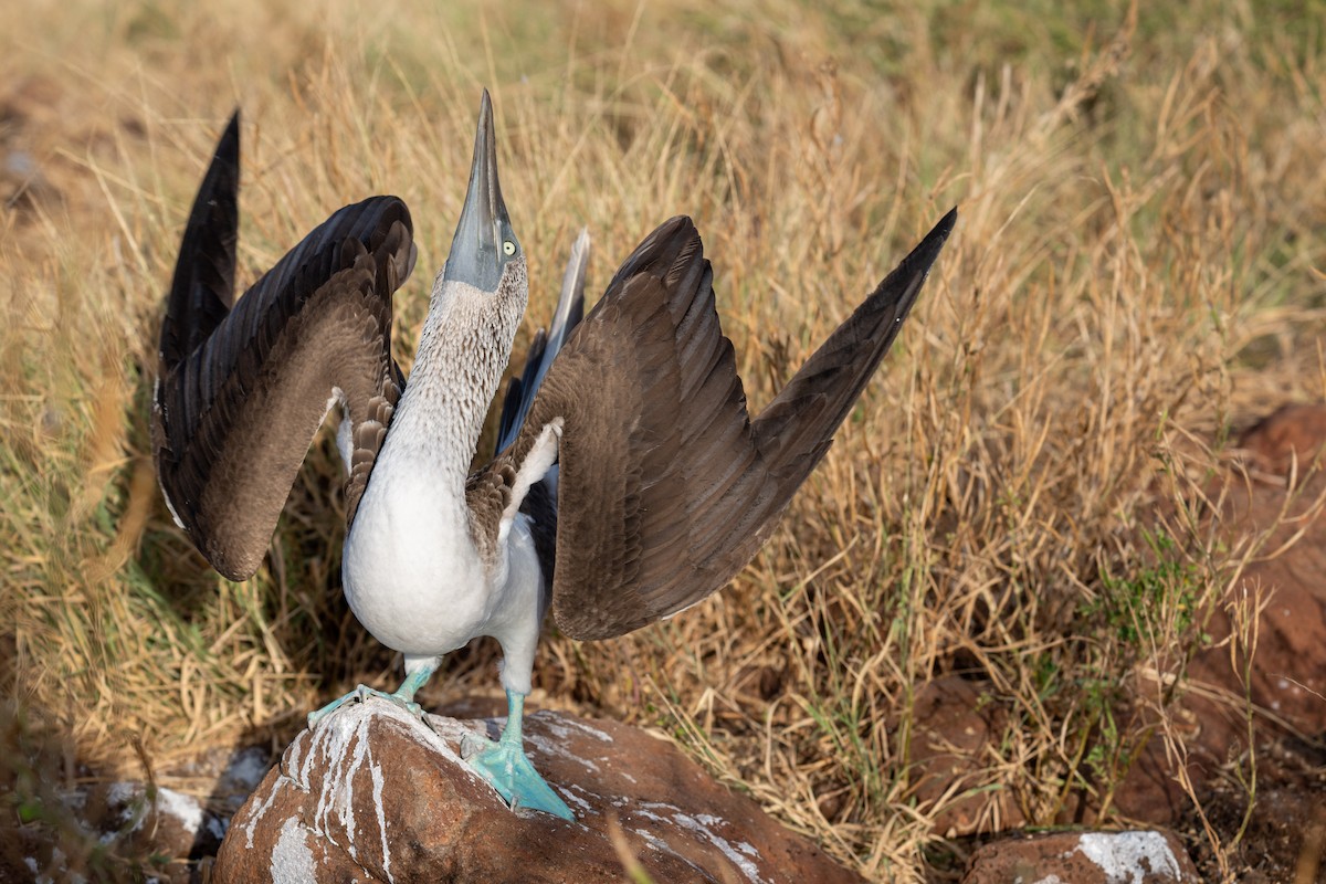 Blue-footed Booby - ML637254836