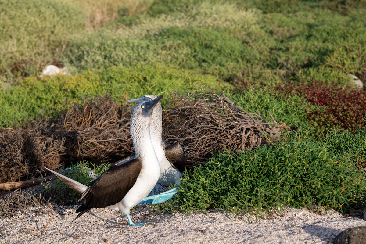 Blue-footed Booby - ML637254837