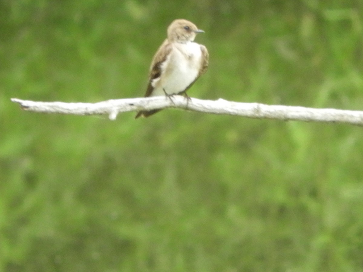 Hirondelle à ailes hérissées - ML637254864