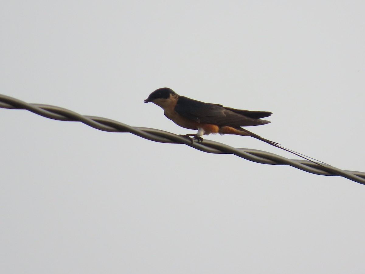 Rufous-chested Swallow - ML637254873
